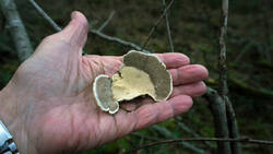1162980954_Trametes_hirsuta__2025_1224.thumb.JPG.ec86cb8e9fa722bc71ded489297afe37.JPG