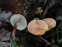 WhatsApp Image 2025-12-06 at 20.34.32.jpeg