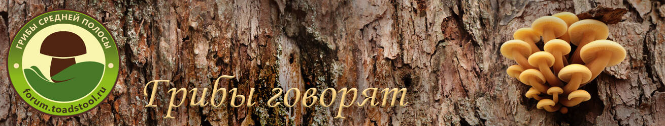 Грибы средней полосы
