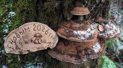 2112100365___Ganoderma_applanatum__20251230.thumb.JPG.ed9659c7b9c11bbcb95f14cbb67e3ead.JPG