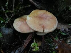 WhatsApp Image 2025-12-06 at 19.58.37.jpeg