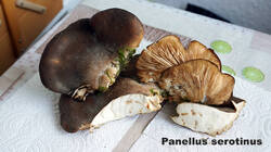 219946019_Panellus_serotinus__2025_1220.thumb.jpg.3c849815f4f02bbd4f73c40c2dd7d2d6.jpg