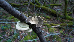 240061938_Trametes_hirsuta__20251224.thumb.JPG.ef636dd656108a7d1dcf6a3c4eee7e85.JPG