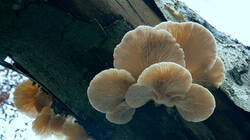528892672_Pleurotus_pulmonariu__2025_1218.thumb.JPG.a21962062cbe86cfb79cc31edf2f281b.JPG