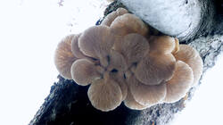 613440930_Pleurotus_pulmonariu__202512_18.thumb.JPG.230c04a10397b121d0ac6b7e5c233ebc.JPG