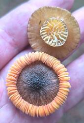 WhatsApp Image 2025-12-07 at 12.06.00.jpeg