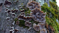 807774354___Auricularia_mesenterica.thumb.JPG.288469be335d042fd39d06487b6c6939.JPG