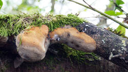 809387253_Phellinus_pomaceus__2025_11_28.thumb.JPG.e8ec8ae8330835c6833b9348d81cf1a5.JPG