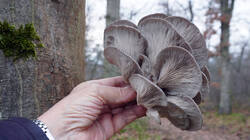 877339557_Pleurotus_ostreatus__202512_20.thumb.JPG.a631230dc5d3d9e8b212b6d132c0507a.JPG