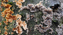 Auricularia_mesenterica_.thumb.JPG.105982cc69a4fe7cb9fbe9b8cb46ca91.JPG