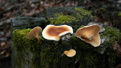Hygrophoropsis_aurantiaca_AWP_20251126.thumb.JPG.d084650d3a5675e668253054ffa611bd.JPG