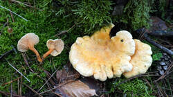 Hygrophoropsis_aurantiaca_AWP_20251128.thumb.JPG.b04dbe52c4ce0357084a4ddb0d2399fa.JPG