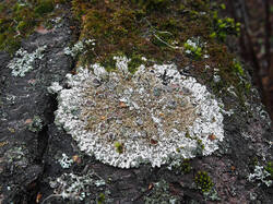 Lichen_sp_1_SAE_20251122.thumb.jpg.9f8f9d2e91d43a282bad69b1fdc8f813.jpg