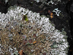 Lichen_sp_2_1_SAE_20251122.thumb.jpg.56911e655d26b6dd9e50c70e0daa16b3.jpg