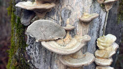 Trametes_hirsuta.thumb.JPG.071270fdcf18e9d49078a1b4ab3f9ebb.JPG