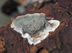 Trametes_sp_4_damage_SAE_20250525.thumb.jpg.0b4ffeb12f55ced42f77ecc35592e186.jpg