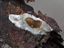 Trametes_sp_4_probe_2_SAE_20250525.thumb.jpg.a42dd8c0fb8b36dc6fb05bd2867940c4.jpg
