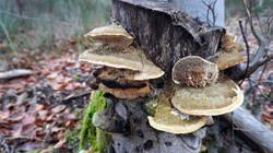 Trametes_trogii_AWP_2025_1204.thumb.JPG.f18ddd21aaa01da246e95de6325464ef.JPG