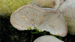 129179913___Trametes_gibbosa__20260127_F.thumb.jpg.9b10190601863c42f8cef9206e888016.jpg