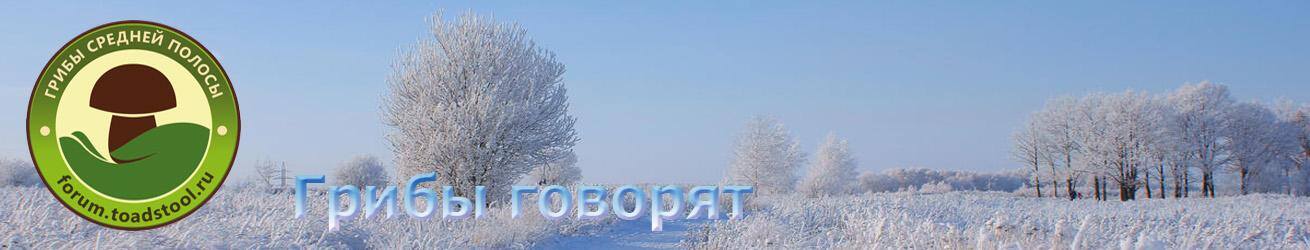 Грибы средней полосы