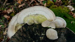 1732555266___Trametes_gibbosa__20260127.thumb.JPG.f6b8b5bc8d99756fbe367efc205ea00b.JPG