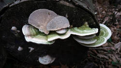 420531101___Trametes_gibbosa__2026_0125.thumb.JPG.74458827400dc84f927f4e0b722379fa.JPG