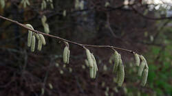 918298471_Corylus_avellana__.thumb.JPG.4c05c0e68cd4bf6097de8e6b98623cfa.JPG