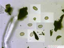Coniophora_sp_spores500amm_SAE_20260114.thumb.jpg.58b69742d430c469106b67a95542e02e.jpg