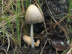 Coprinus_domesticus_1_1_SAE_20250502.thumb.jpg.50f2711bc5e72c9fb85f6659aa559bc4.jpg