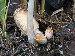 Coprinus_domesticus_1_2_SAE_20250502.thumb.jpg.2c5b813ff5957d9484fd70cba2973995.jpg