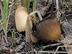 Coprinus_domesticus_2_SAE_20250503.thumb.jpg.febc2ce10fd9da221d7a3425a15c6d65.jpg