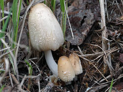 Coprinus_domesticus_3_1_SAE_20250503.thumb.jpg.e3461ca62c0a686438493202f04c48df.jpg