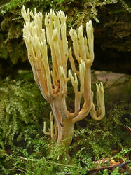 Ramaria_sp_SAE_20080823.thumb.jpg.c8a8e8db1e06888954a609d32a4a261f.jpg