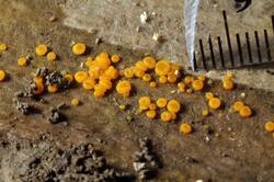 Miladina_lecithina_20190602 -02.jpg