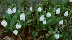 1300137753___Galanthus_elwesii_AWP_20260205.thumb.JPG.306fd9efd1aafadba4042acece4a680d.JPG
