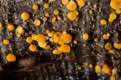 Miladina_lecithina_20190602 -04.jpg