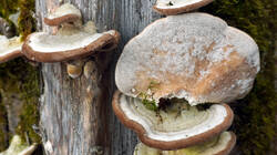 251175439_Trametes_hirsuta__2026_0217.thumb.JPG.2c5e3dac6eea463cb4598bf748ba71c7.JPG