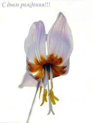 Кандык кавказский.jpg