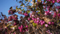 628797094___Symphoricarpos_orbiculatus.thumb.JPG.329f912a8e0f8b1ff13b447475163159.JPG