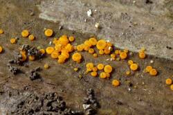 Miladina_lecithina_20190602 -01.jpg