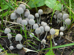 Coprinus_sp_2_SAE_20250728.thumb.jpg.b3f5e7a28a4a2bef46e82ea9e3851e43.jpg