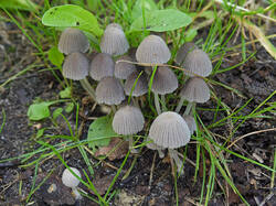 Coprinus_sp_3_SAE_20250728.thumb.jpg.dedadb930ec668cb2a1b3e54a15b6e41.jpg