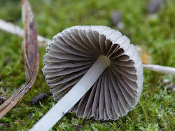 Coprinus_sp_4_SAE_20250728.thumb.jpg.afd271151aac371514fd81574d396f87.jpg