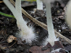 Coprinus_sp_5_SAE_20250728.thumb.jpg.1917e18cf208430a9bf07ae6b84238e4.jpg