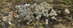 Coprinus_sp_pano_SAE_20250803.thumb.jpg.a24c189f84421b31b04f4315f41c5635.jpg