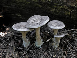 Mushroom_1_SAE_20250806.thumb.jpg.f8d3e055589d0a072d3ec29b836bb20d.jpg