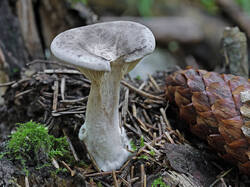Mushroom_2_SAE_20250806.thumb.jpg.5256f45b661a6583daa4f954cbda8346.jpg
