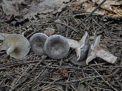 Mushroom_3_SAE_20250806.thumb.jpg.0687aba13e667fffabc5e78329eccbe0.jpg