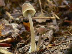 Mycena_inclinata_1_1_SAE_20080803.thumb.jpg.2ef0c57f6aa7b22f804fec2cad26e091.jpg