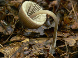 Mycena_inclinata_1_2_SAE_20080803.thumb.jpg.5fcffd115e23fe1118d81562708cf300.jpg